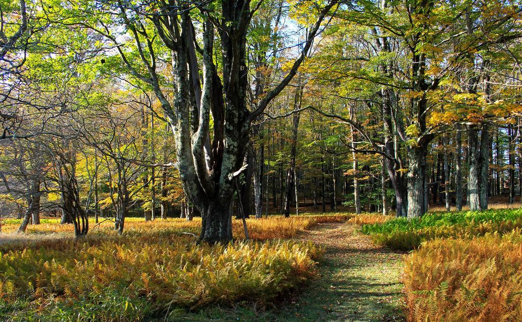 Canaan Valley Resort State Park デイビス エクステリア 写真