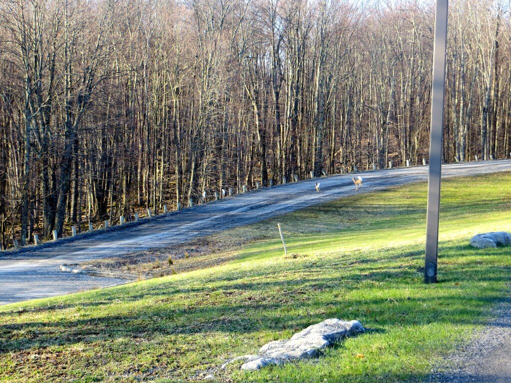 Canaan Valley Resort State Park デイビス エクステリア 写真